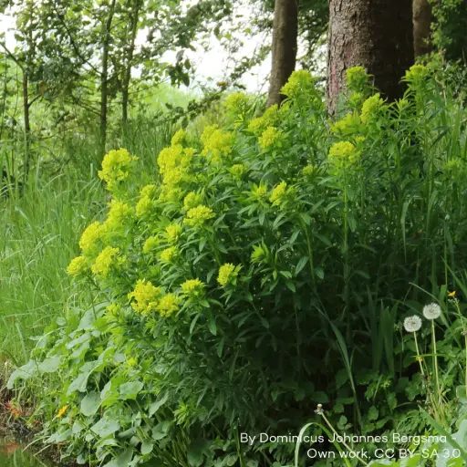 [B8088] Euphorbia palustris - BIO