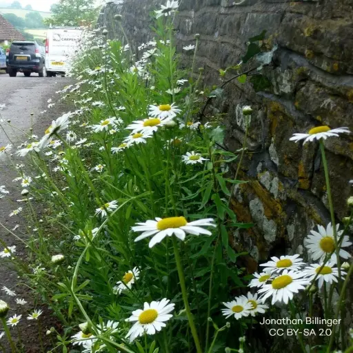 [X8091] Leucanthemum Vulgare - Oxeye Daisy - ORG
