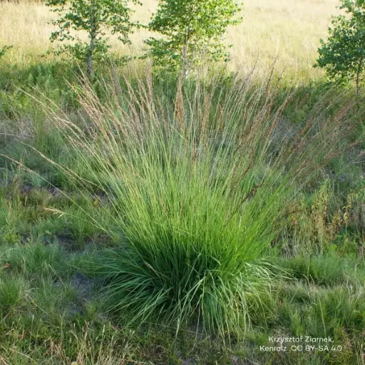 [B8092] Blåtåtel - Molinia caerulea 'Moorhexe' - BIO