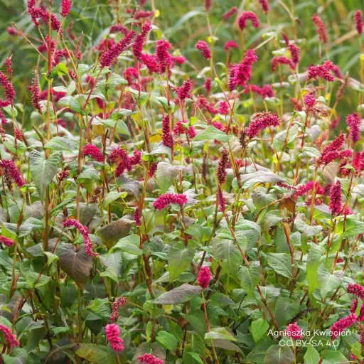 [B8093] Pilörter - Persicaria a. 'JS Calor' - BIO
