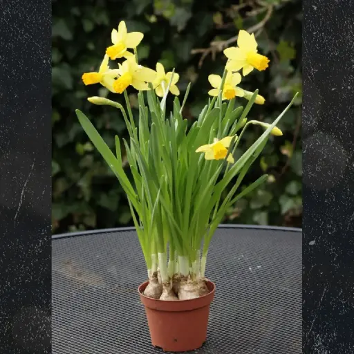 [P1008] Narcisse Jetfire i Krukor - BIO