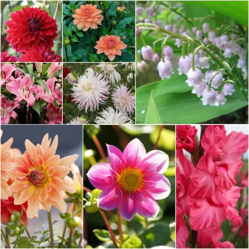 [B9906] Cottage Garden Summer Dream - BIO