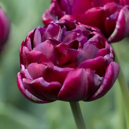Tulipa Alison Bradley - BIO