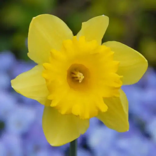 [A3033] Daffodil - Narcissus Standard Value - ORG