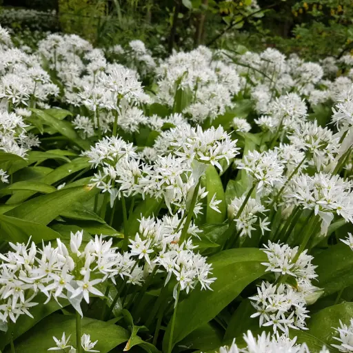 [A9080] Ramslök - Allium Ursinum - BIO