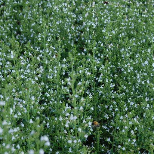 [B7001] Calamintha Nepeta P9 - BIO