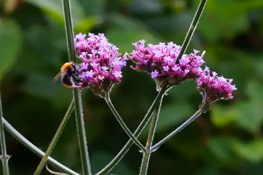 [B7003] Jätteverbena - Verbena Bonariensis - P9 - BIO