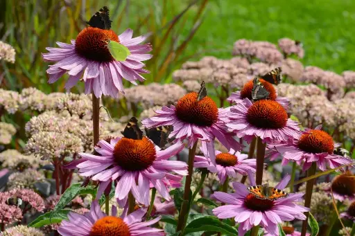 [X7005] Echinacea p. Magnus - Compact - BIO