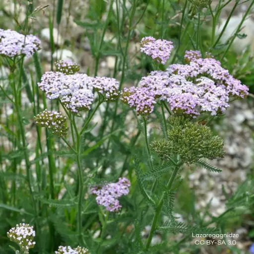 [B7008] Röllika - Achillea m. Apfelblüte - P9 - BIO