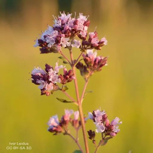 [B7009] Origanum vulg. 'Compactum' P9 - BIO
