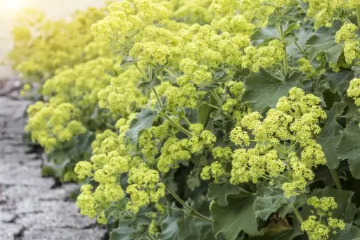 [B7011] Alchemilla Mollis P9 - BIO