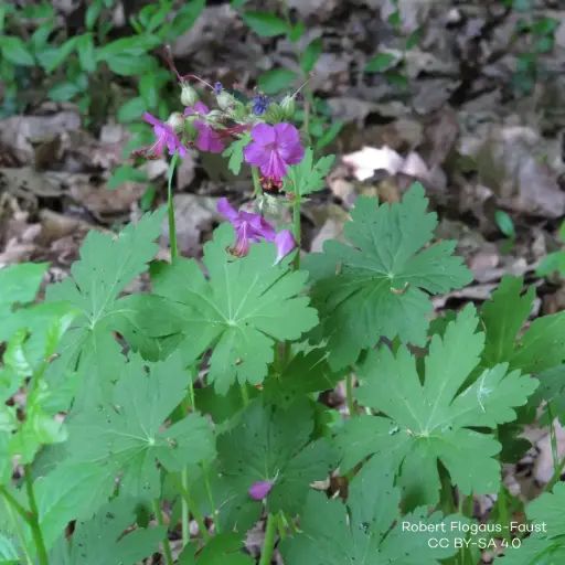 [B7015] Geranium Macrorrhizum - Flocknäva - Compact - BIO