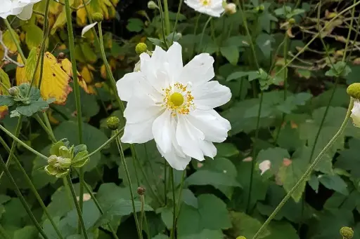 [B7017] Anemone hyb. Honorine Jobert P9 - BIO