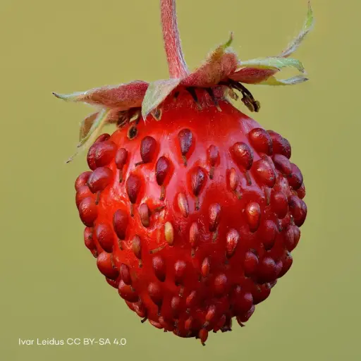 [X7018] Fragaria Vesca - Compact  - BIO
