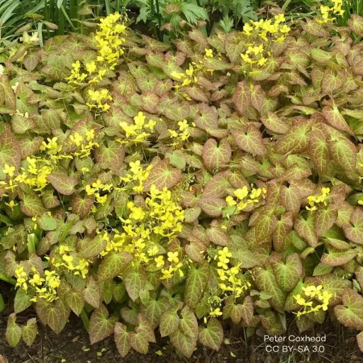 [B7020] Epimedium perralc. Frohnleiten - Compact  - BIO