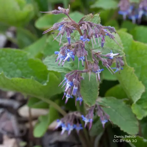 [B7022] Trachystemon Orientalis - P9 - BIO