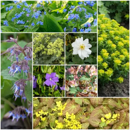 [B7905-BP] Flerårigt växtpaket för skugga 4 m² - BIO