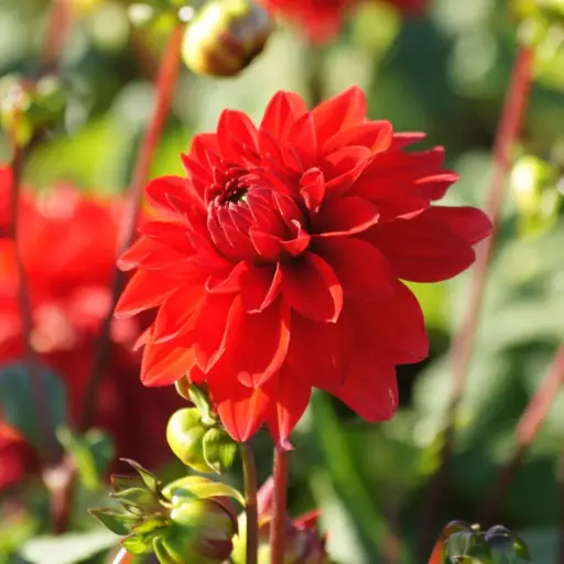 [B1002] Dahlia Dekorativ Röd  - BIO