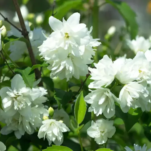 [X8099] Schersmin Snowbelle - Philadelphus - Välfylld - BIO