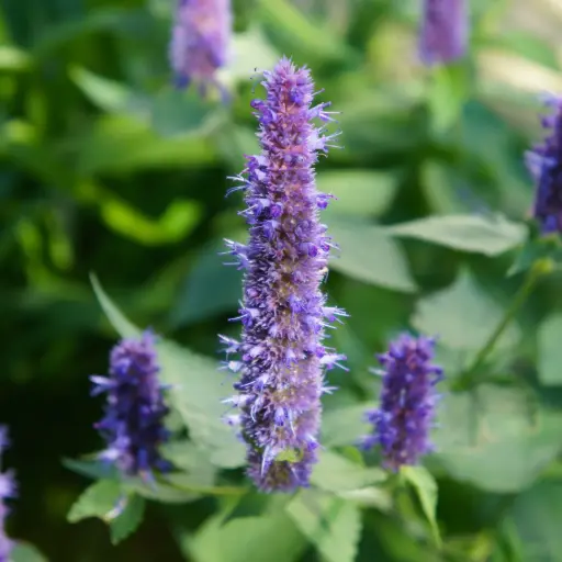 [B7028] Anisisopar - Agastache Black Adder - Compact - BIO