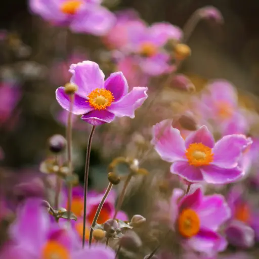 [X7029] Höstanemon - Anemone Splendens - Compact - BIO
