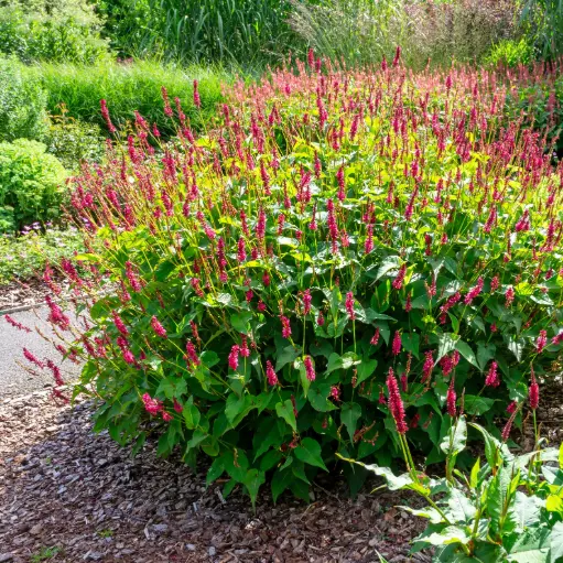 [X7041] Blodormrot - Persicaria amplexicaulis - Compact  - BIO