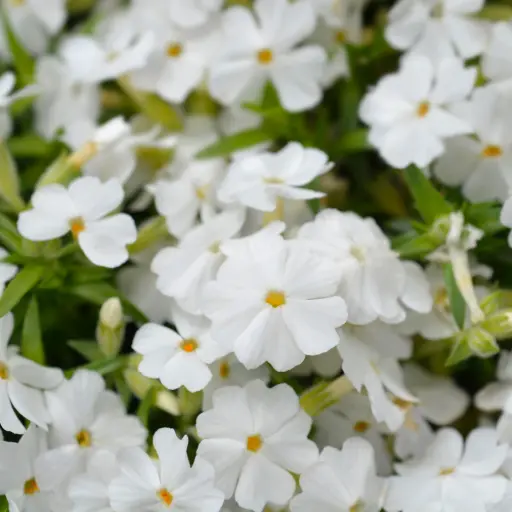 [B7043] Mossflox - Phlox sub. White Delight - Compact - BIO