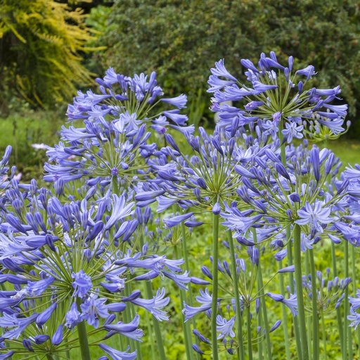 [B8001] Afrikansk Lilja - Agapanthus Charlotte - BIO