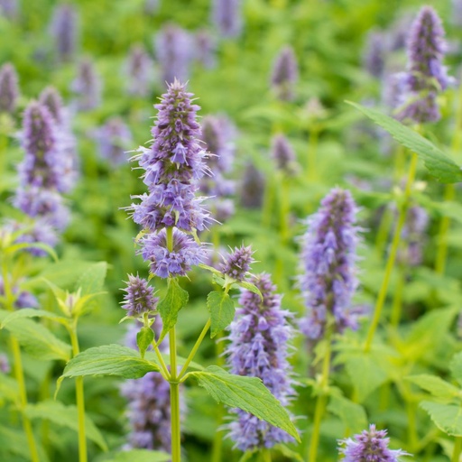 [X8003] Anisisopar - Agastache Blue Fortune - BIO