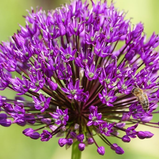 [A9006] Allium Purple Sensation - BIO