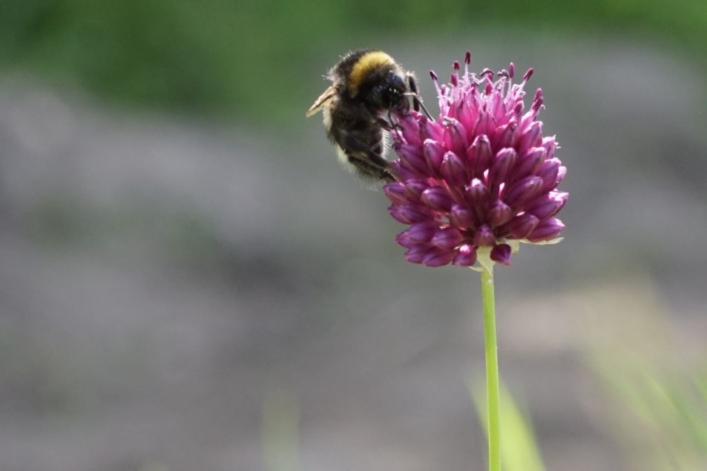 [A9037] Allium Sphaerocephalon - Klotlök - BIO