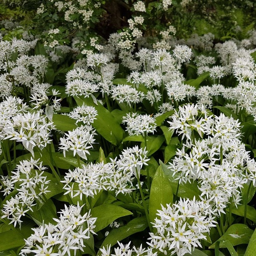 [X8046] Ramslök - Allium Ursinum - BIO