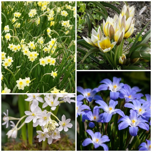 [AM99024-V3] Bi-buffet Picknick under the Trees v3 - BIO