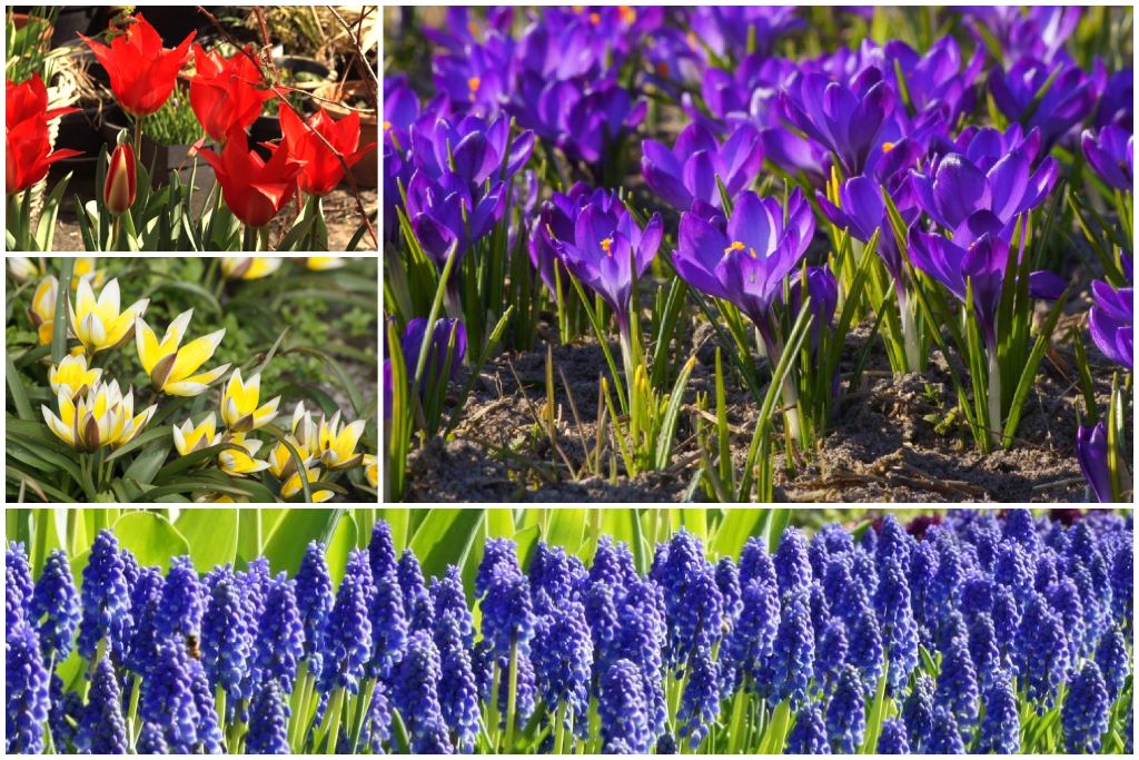 [AM99003] Bipåse (40 stycken) - BIO