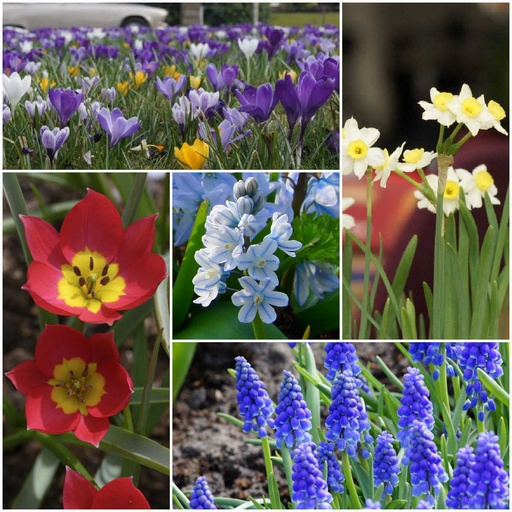 [AC99028] Collection Happy Bee Spring Garden M  - BIO