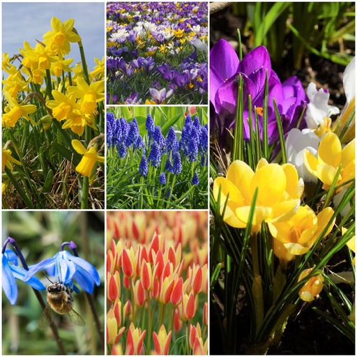 [AC99042] Collection Happy Bee Spring Garden L  - BIO