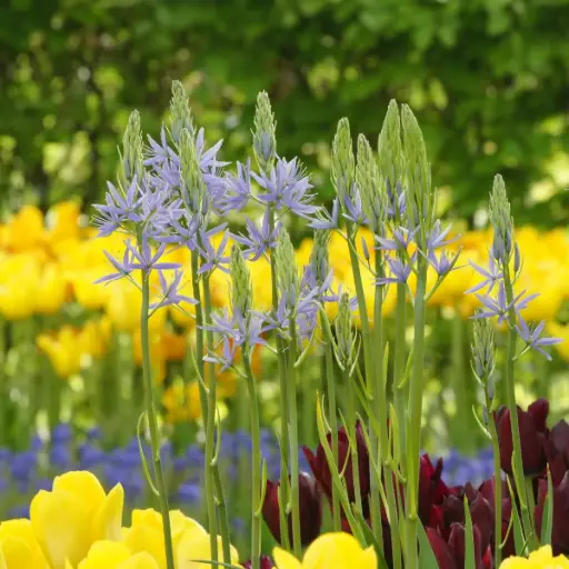 [A9005] Camassia Cusickii