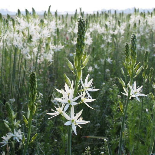 [A9030] Vit Stjärnhyacint - Camassia Leichtlinii Sacajawea - BIO