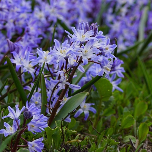 [A9019] Vårstjärna - Chionodoxa Blue Giant - BIO