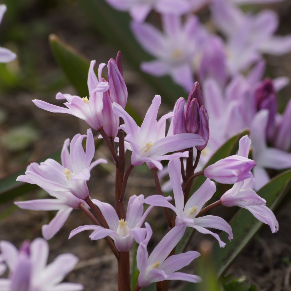 [A9020] Vårstjärna - Chionodoxa Pink Giant - BIO