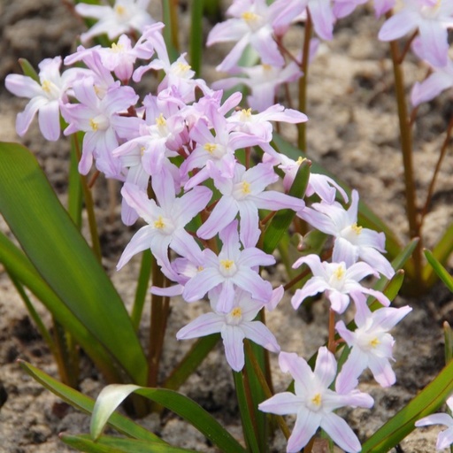 [A9020] Vårstjärna - Chionodoxa Pink Giant - BIO