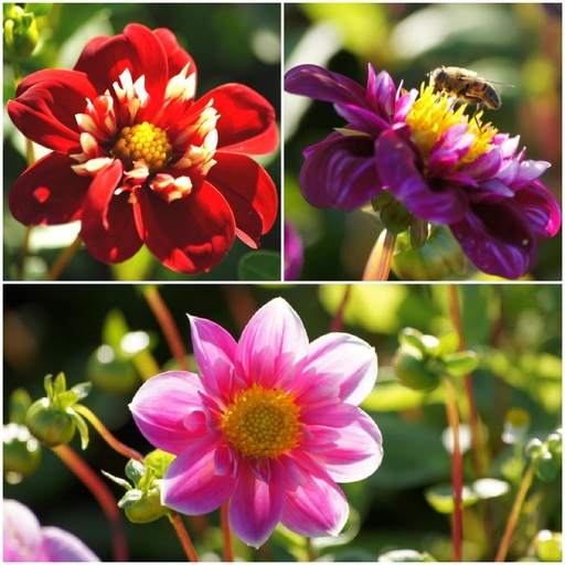 [B1092] Dahlia-bimix Rosa-Röd 4 ST - BIO