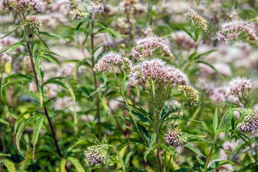 [X8049] Eupatorium Cannabinum - BIO