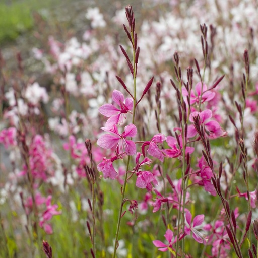 [B8050] Sommarljus - Gaura Gambit Rose - BIO