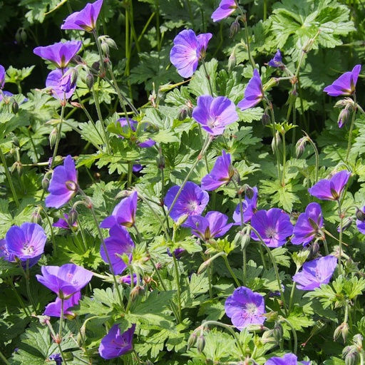 [B8013] Geranium Johnsons Blue - Näva - BIO