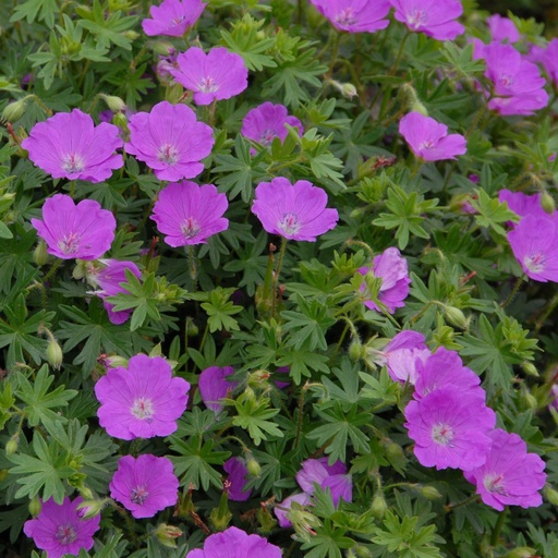 [B8014] Geranium Sanguineum - Blodnäva - BIO