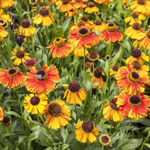[B8051] Solbrud - Helenium Sahins Early Flowerer - BIO