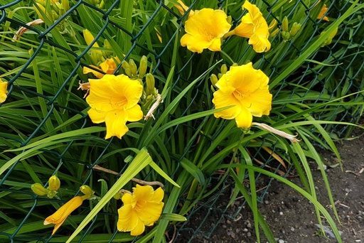 [X8016] Hemerocallis Stella dOro - BIO