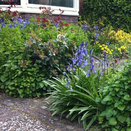 [A9002] Spansk Klockhyacint - Hyacinthoïdes Hisp. Blå - BIO