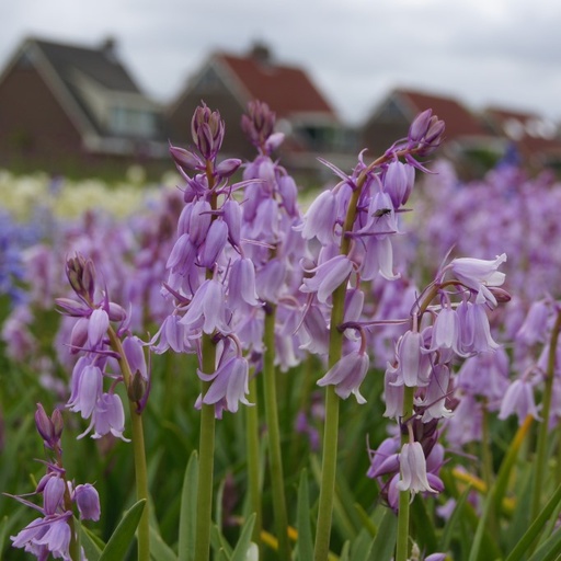 [A9004] Spansk Klockhyacint - Hyacinthoïdes Hisp. Rosa - BIO